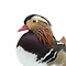 Mounted mandarin duck