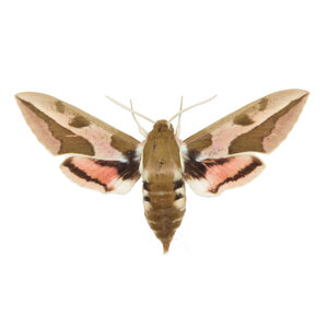 Spurge hawk-moth