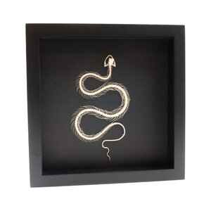 Snake Skeleton in Elegant Frame (16x16cm)