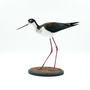 Mounted Black Winged Stilt