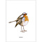 Postkarte - Robin