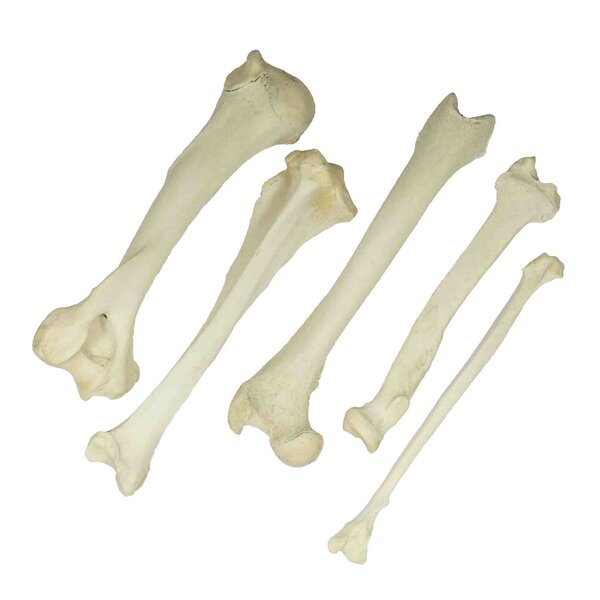 Lion bones