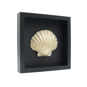 Golden Mediterranean scallop in elegant frame