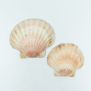 Natural Mediterranean scallop