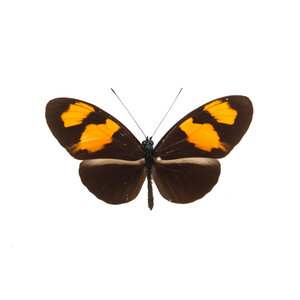 Heliconius melpomene xenoclea