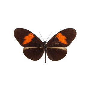 Heliconius melpomene melpomene