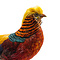 Mounted golden pheasant