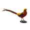 Mounted golden pheasant