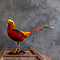 Mounted golden pheasant