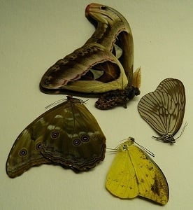 Mounted butterflies in frame