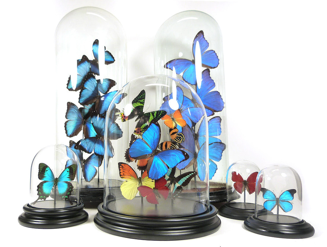 Butterflies in glass dome