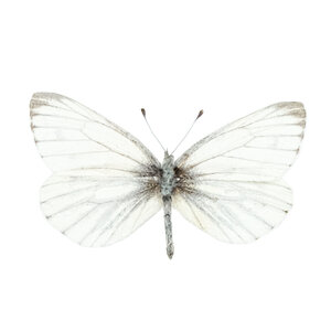 Pieris Napi - dried/papered