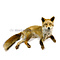 Präparierte Rotfuchs (liegend)