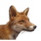 Mounted red fox