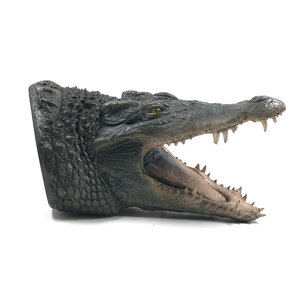 Replica crocodile head - wall mounting