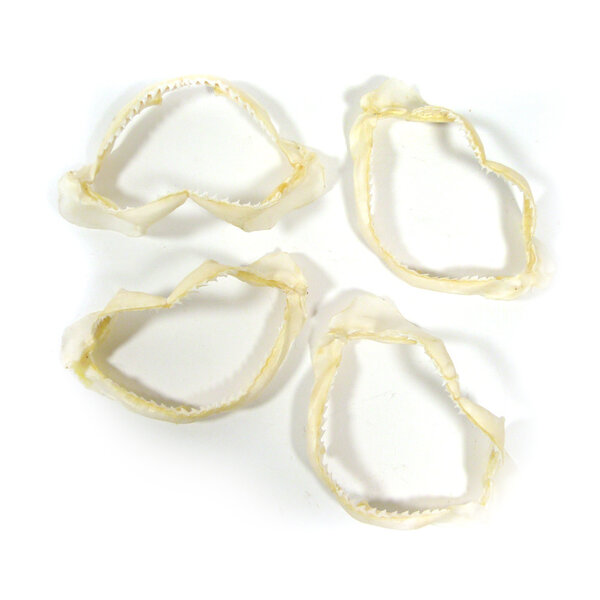 Shark jaws (XS)