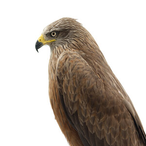 Stuffed Black kite