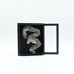 Skin of snake in elegant box (15 x 18)