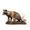 Mounted young common raccoon dog