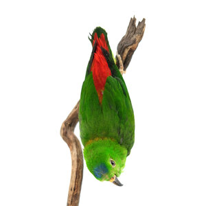 Mounted  blue-crowned hanging parrot