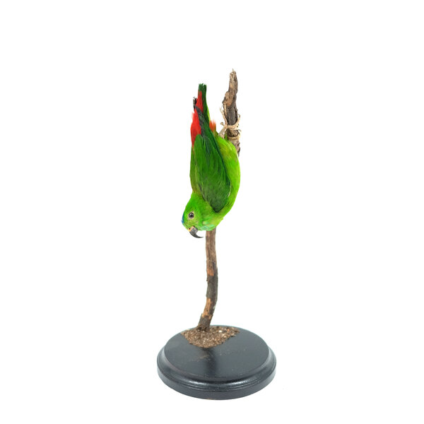 Mounted  blue-crowned hanging parrot