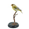 Mounted European Greenfinch