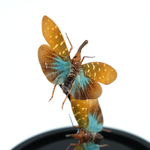 Glass dome with mounted insects - Pyrops intricata (2)