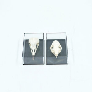 Skull in plastic box (M)