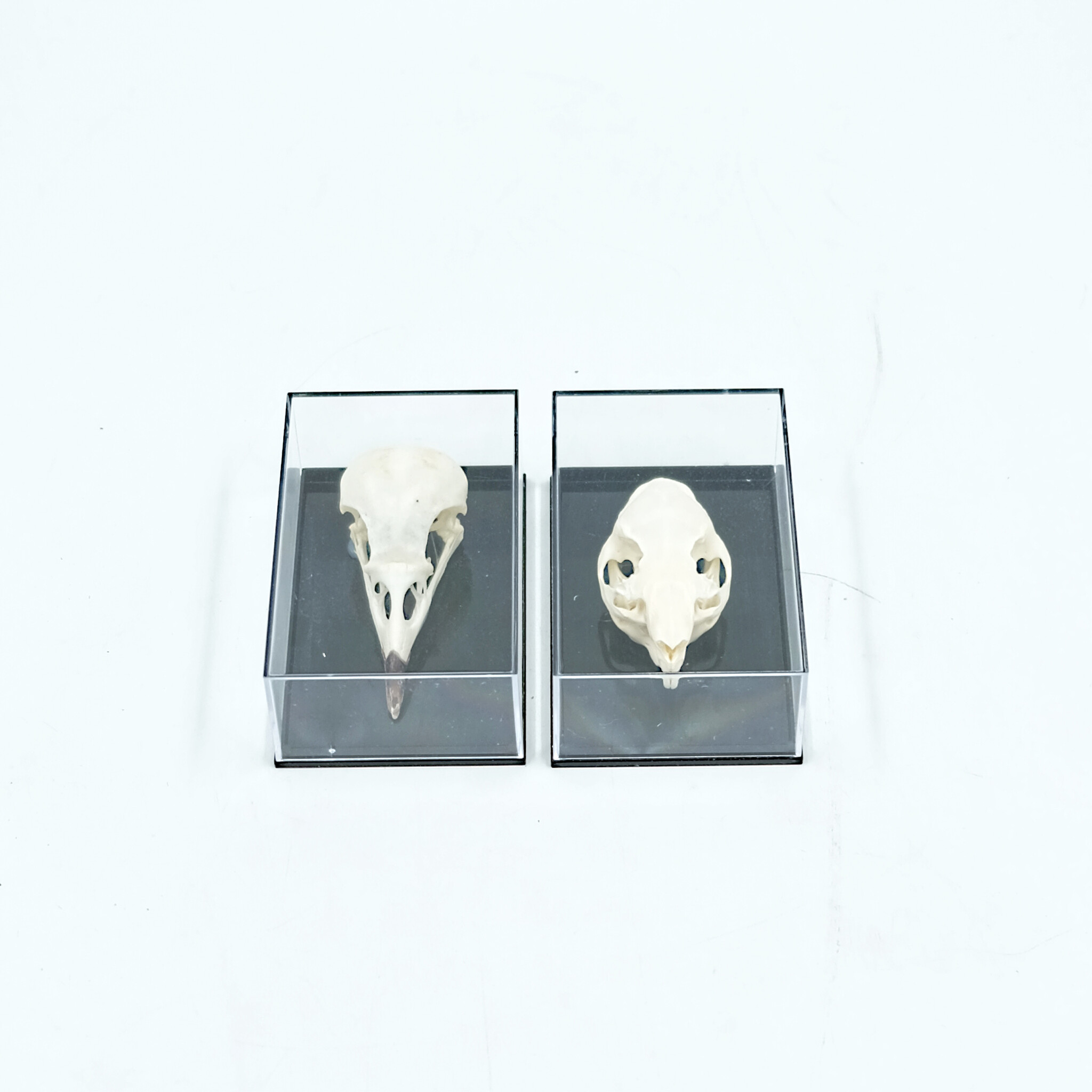 Skull in plastic box (M) - DMW.nu