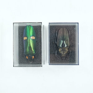 Insect in plastic box - Black (L)