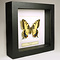 Papilio machaon - koninginnenpage