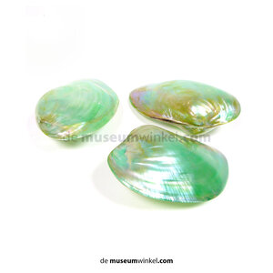 Bivalvia shell (green)