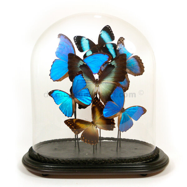 Antique glass dome with a variety of mounted butterflies - Morpho
