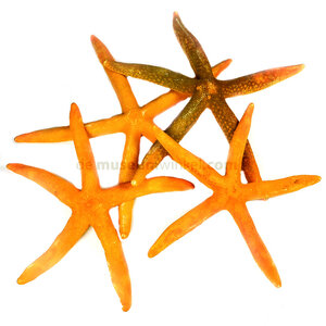 Orange starfish