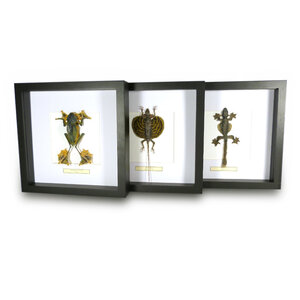 Special offer: set of three reptiles in frame
