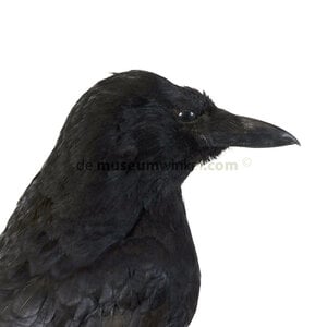 Mounted crow (guest item)