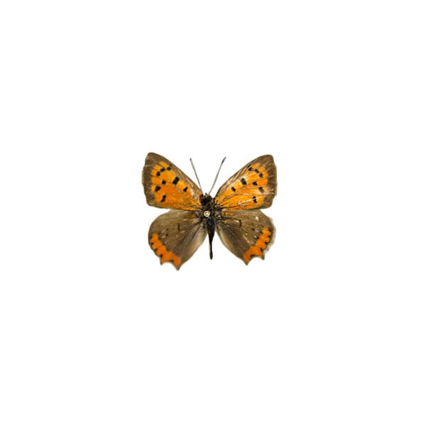 Lycaena phlaeas small copper - dried/papered