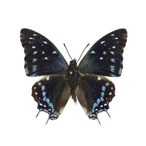 Charaxes Etesipe unvorbereitet