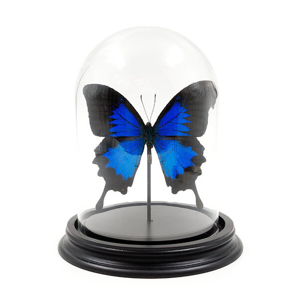 De museumwinkel.com Glocke mit Papilio Ulysses