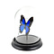 De museumwinkel.com Stolp met Papilio Ulysses Ulysses