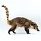 Mounted coati