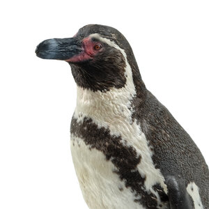 Pinguin Präparat