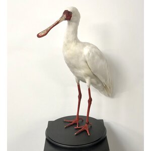 Mounted african spoonbill