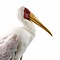 Mounted yellow-billed stork (A)