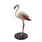 Opgezette Chileense flamingo