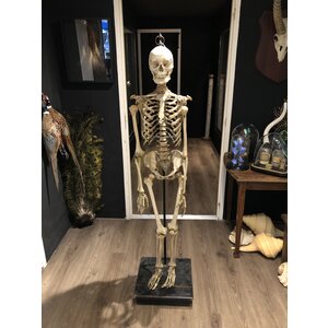 Skelet van een mens