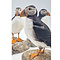 Mounted puffin