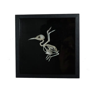 Bird skeleton in elegant display box