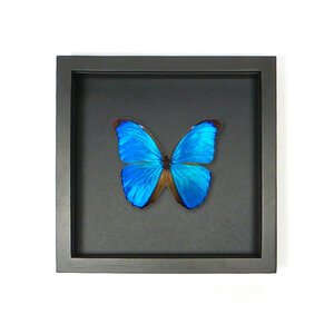 Mounted butterfly in elegant black wooden frame - Morpho menelaus