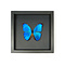 Mounted butterfly in elegant black wooden frame - Morpho menelaus